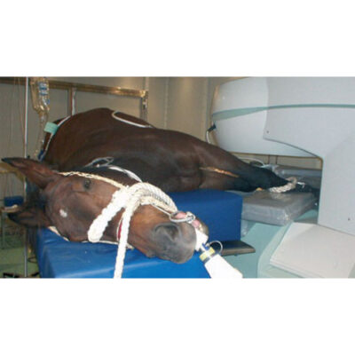 2036278289_veterinarnyj-tomograf-vet-mr.jpg